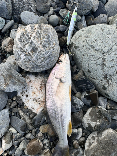 オオニベの釣果