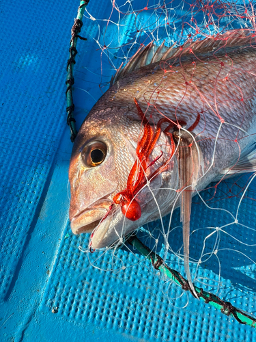 マダイの釣果