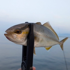 ショゴの釣果