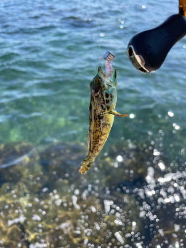 アナハゼの釣果