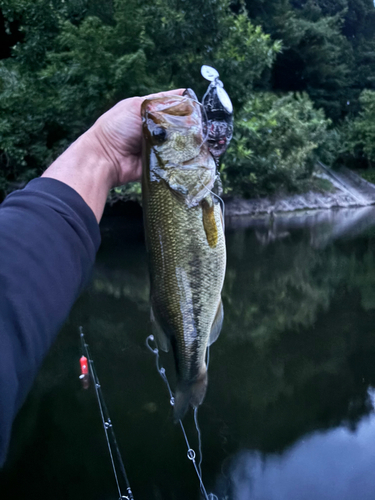 ラージマウスバスの釣果