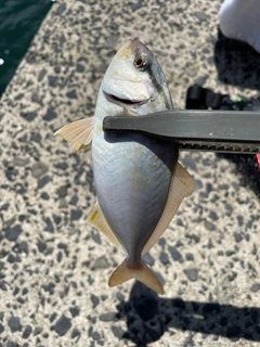 ショゴの釣果