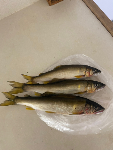 アユの釣果