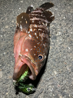 アコウの釣果