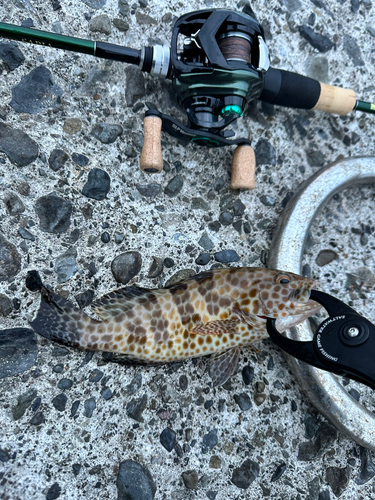 オオモンハタの釣果