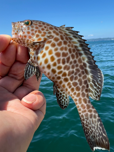 オオモンハタの釣果