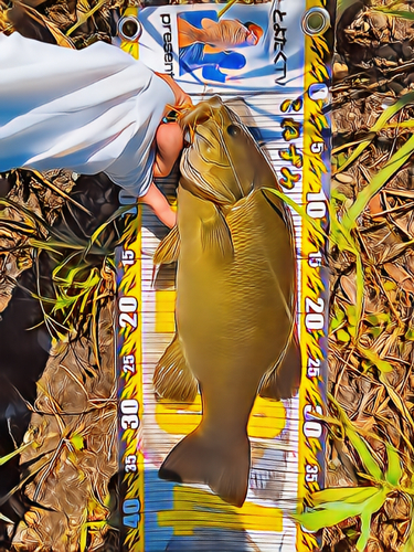 スモールマウスバスの釣果