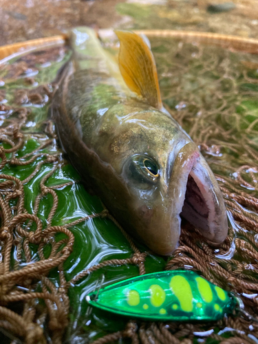 イワナの釣果