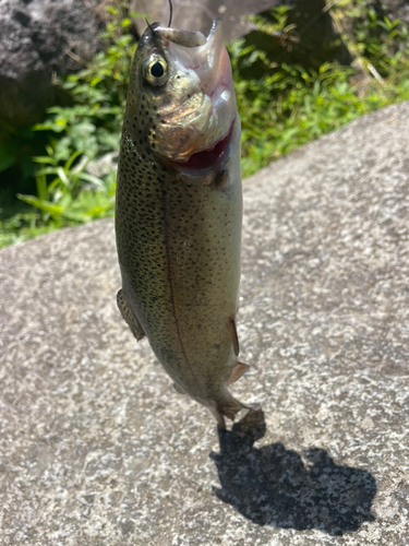 ニジマスの釣果