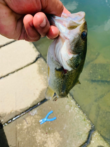 ラージマウスバスの釣果