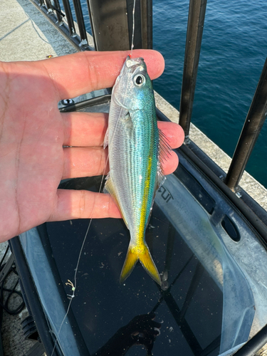 タカベの釣果