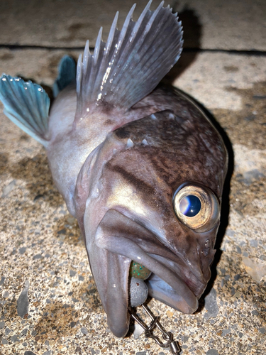 マゾイの釣果