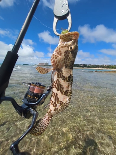 ヤイトハタの釣果