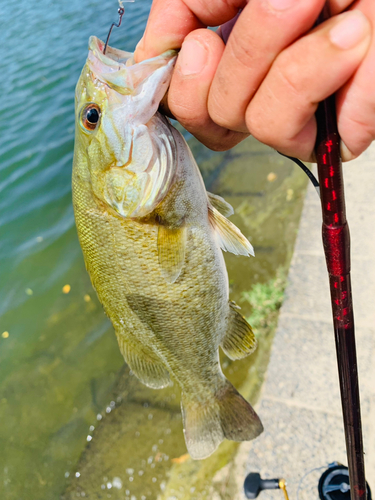 スモールマウスバスの釣果