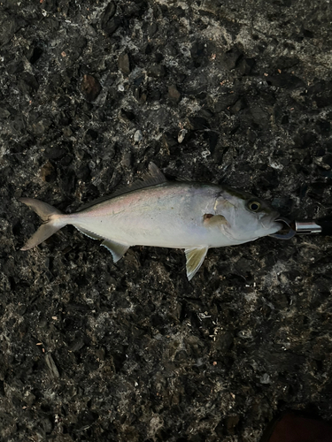 ネリゴの釣果