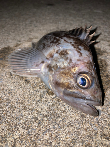 ソイの釣果