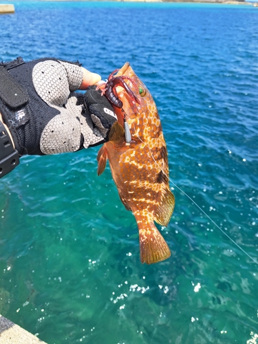 アコウの釣果