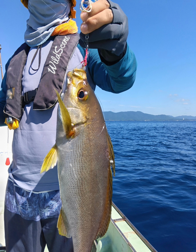 イサキの釣果