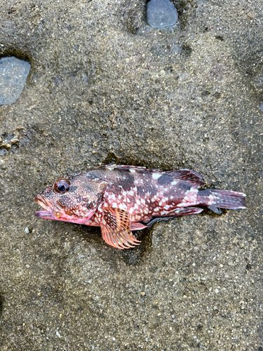 カサゴの釣果