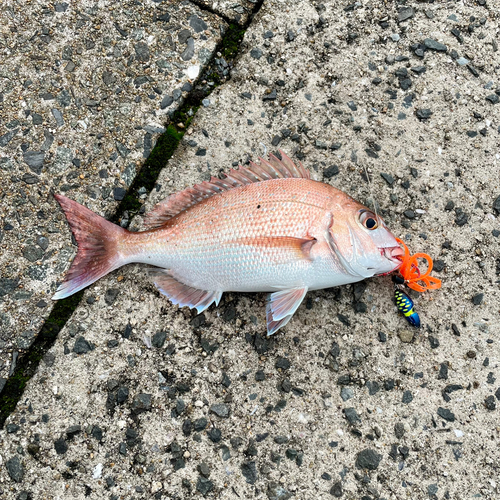 マダイの釣果