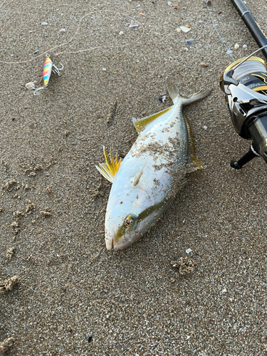 ネリゴの釣果