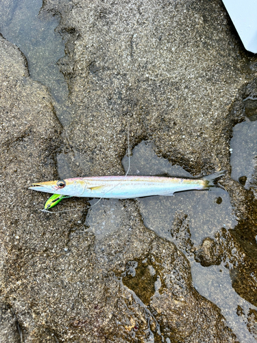 カマスの釣果