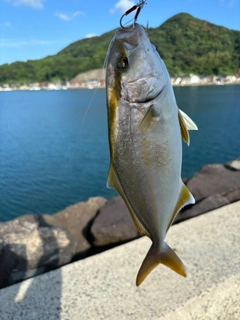 ネリゴの釣果