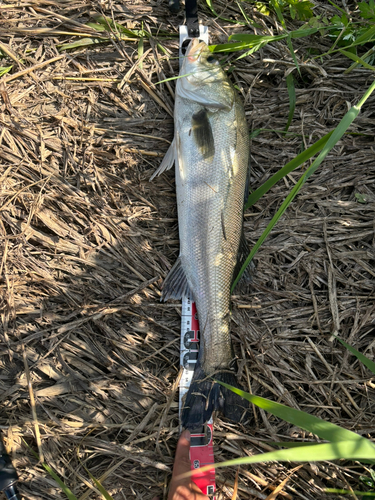 スズキの釣果