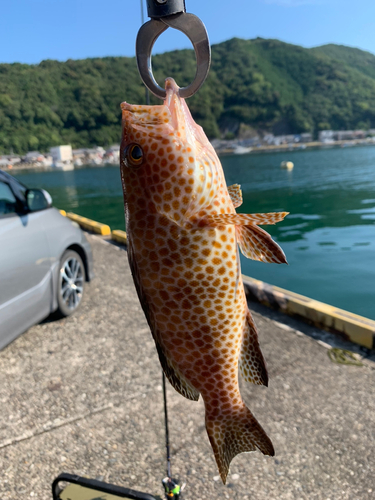 オオモンハタの釣果