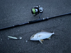 ショゴの釣果