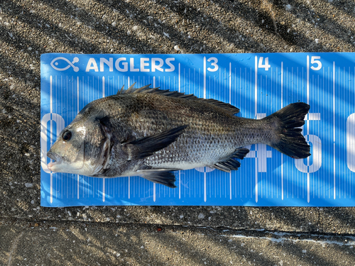 クロダイの釣果