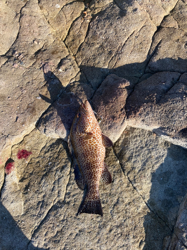 オオモンハタの釣果