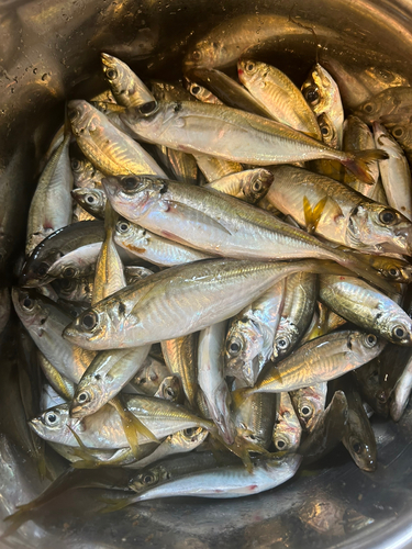 アジの釣果