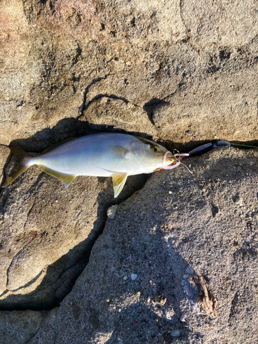 ネリゴの釣果