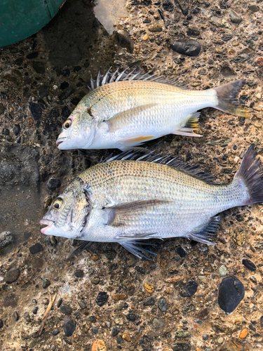 クロダイの釣果