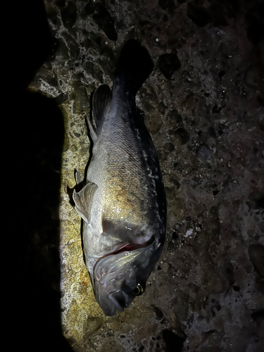 クロソイの釣果