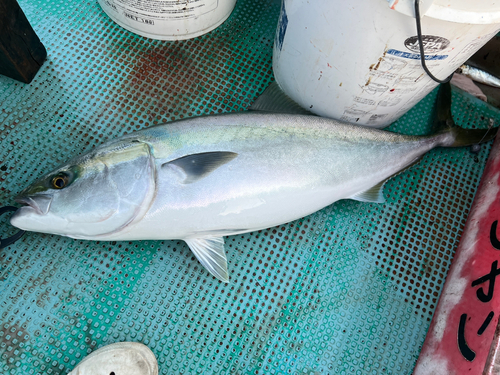 ブリの釣果