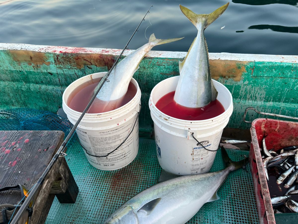 おさるまんさんの釣果 2枚目の画像