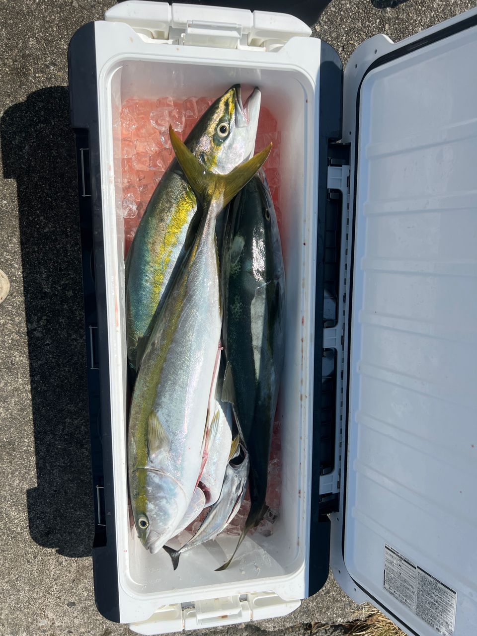 おさるまんさんの釣果 3枚目の画像