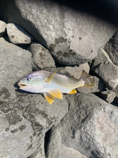 ニベの釣果