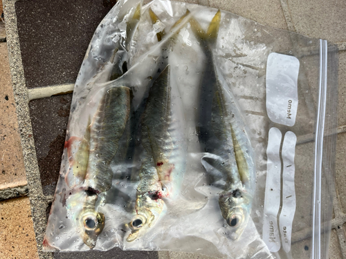 アジの釣果