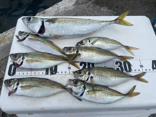 サバの釣果