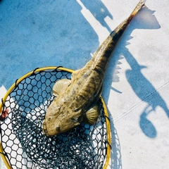 タコの釣果