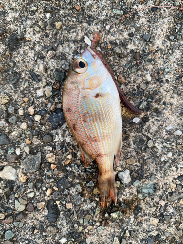 シロギスの釣果