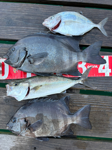 イシダイの釣果