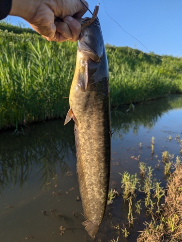 ナマズの釣果