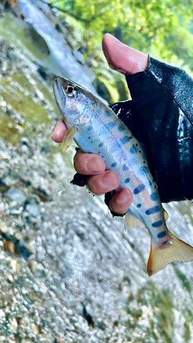 ヤマメの釣果