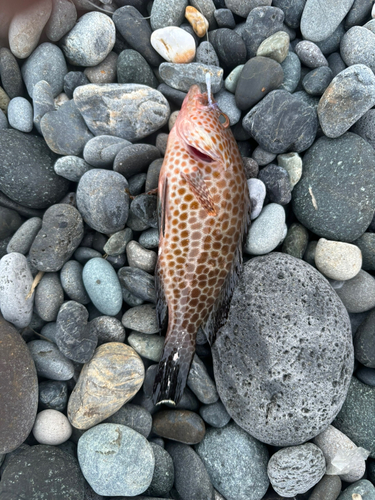 オオモンハタの釣果