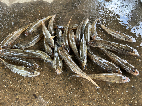 マハゼの釣果