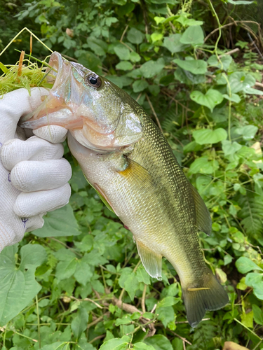 ブラックバスの釣果